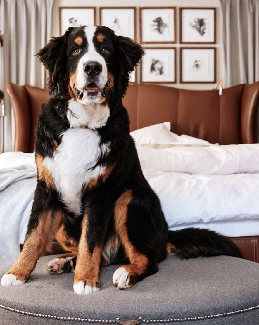 Kitty, the St. Regis Aspen Bernese mountain dog, photographed at the hotel